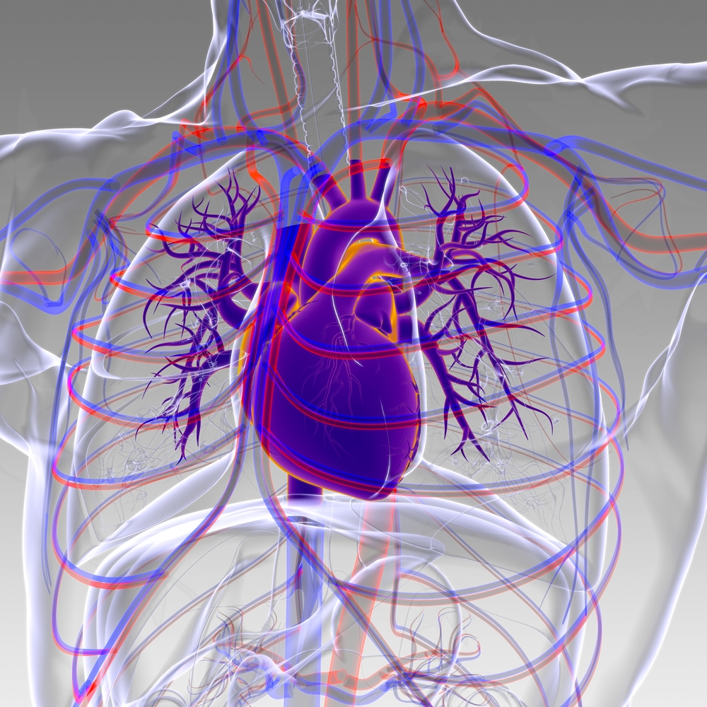 Strhips: a safety trial tool based on human induced pluripotent stem cells to evaluate drug-induced arrhythmias - XXVIII Congress of the International Society of Biomechanics (ISB2021)